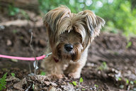 Piccina the Tiny Dog